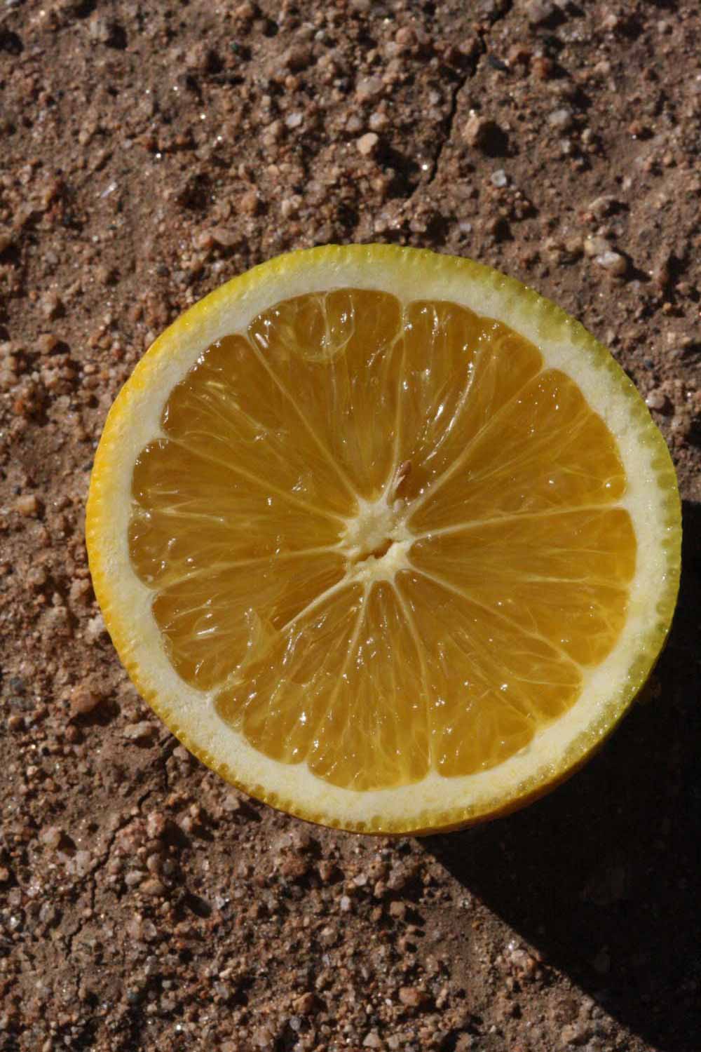            Fruit cross-section (Riverside, CA)   